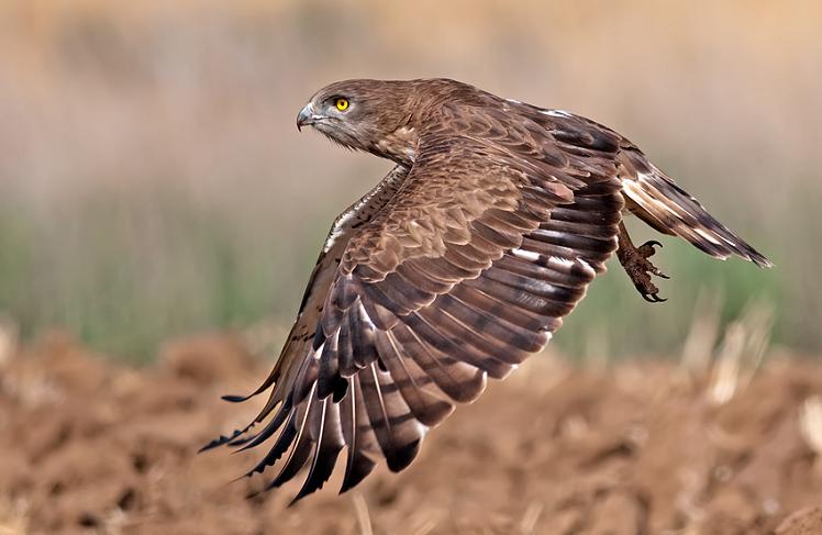 பறவைகளின் பறக்கும் அழகு  Short-toed-eagle-midflight