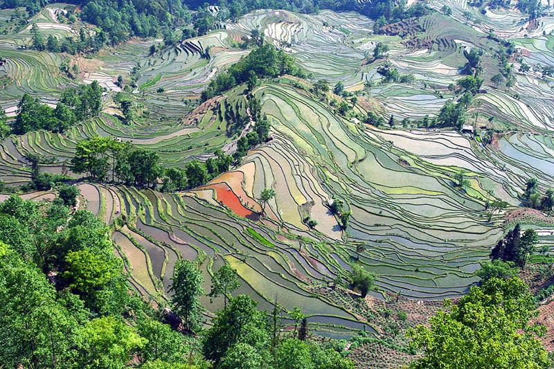 நம்பத்தகாத புகைப்படங்கள் சில  Rice-terraces-1