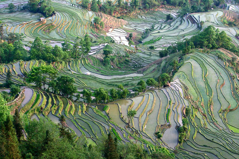 நம்பத்தகாத புகைப்படங்கள் சில  Rice-terraces-10