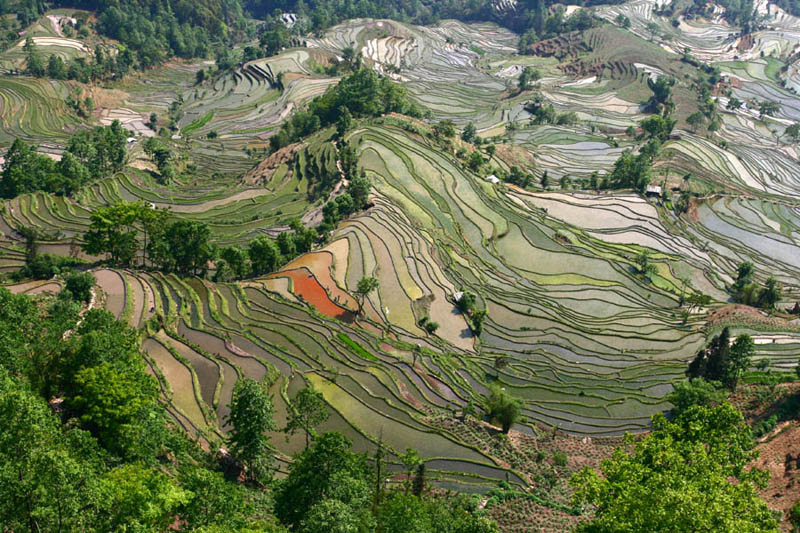 நம்பத்தகாத புகைப்படங்கள் சில  Rice-terraces-12