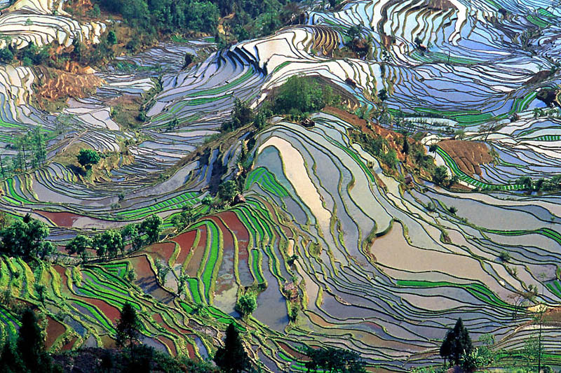 நம்பத்தகாத புகைப்படங்கள் சில  Rice-terraces-2