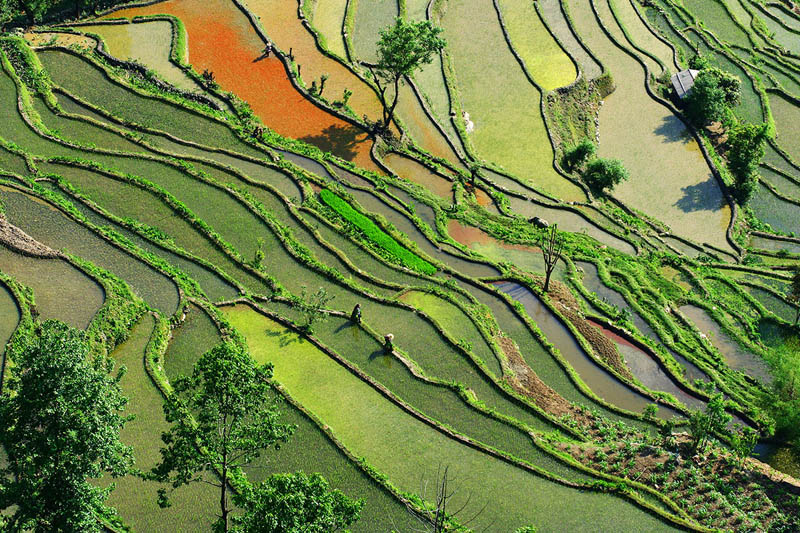 நம்பத்தகாத புகைப்படங்கள் சில  Rice-terraces-3