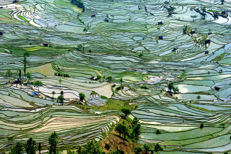 நம்பத்தகாத புகைப்படங்கள் சில  Rice-terraces-5