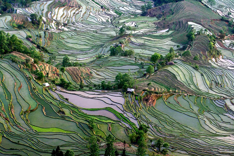 நம்பத்தகாத புகைப்படங்கள் சில  Rice-terraces-7