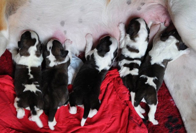 Tyronica S litter Girls1