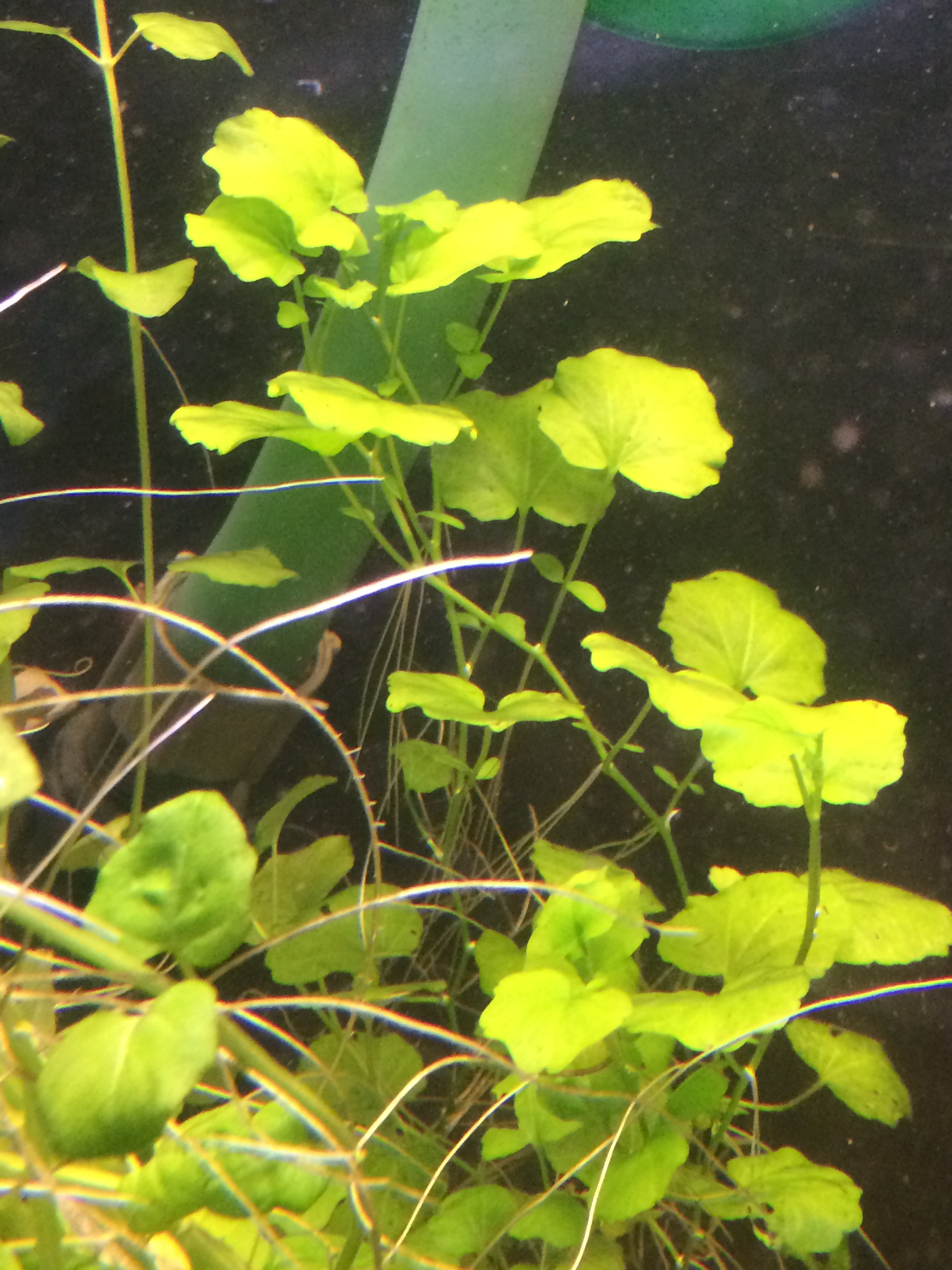 Plantes immergées d'aquarium en bassin 5JvepF