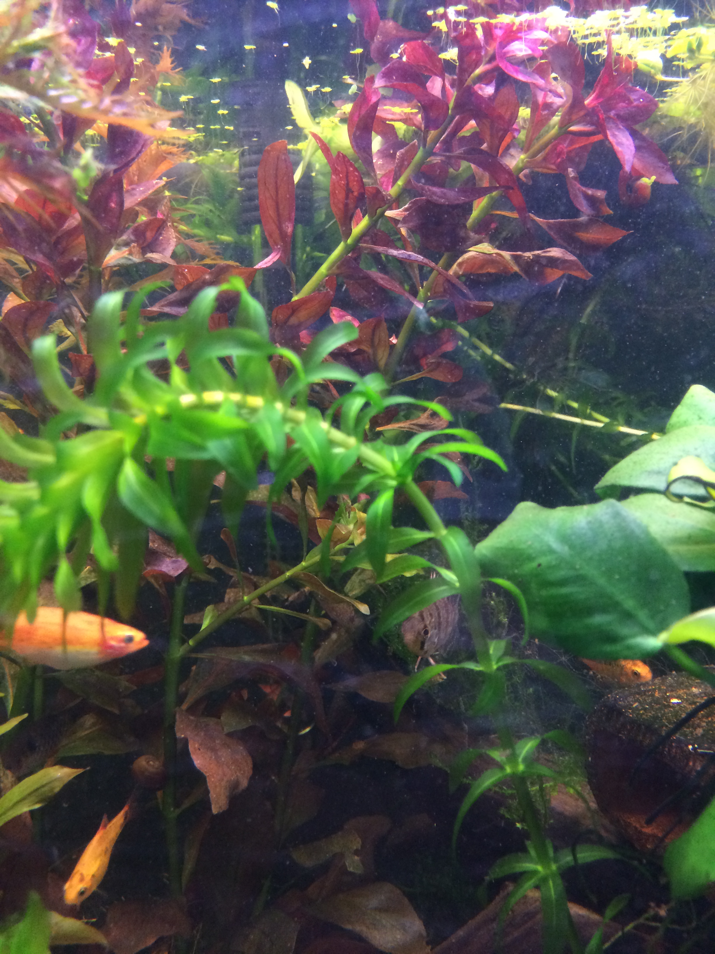 Plantes immergées d'aquarium en bassin 7jQZvD