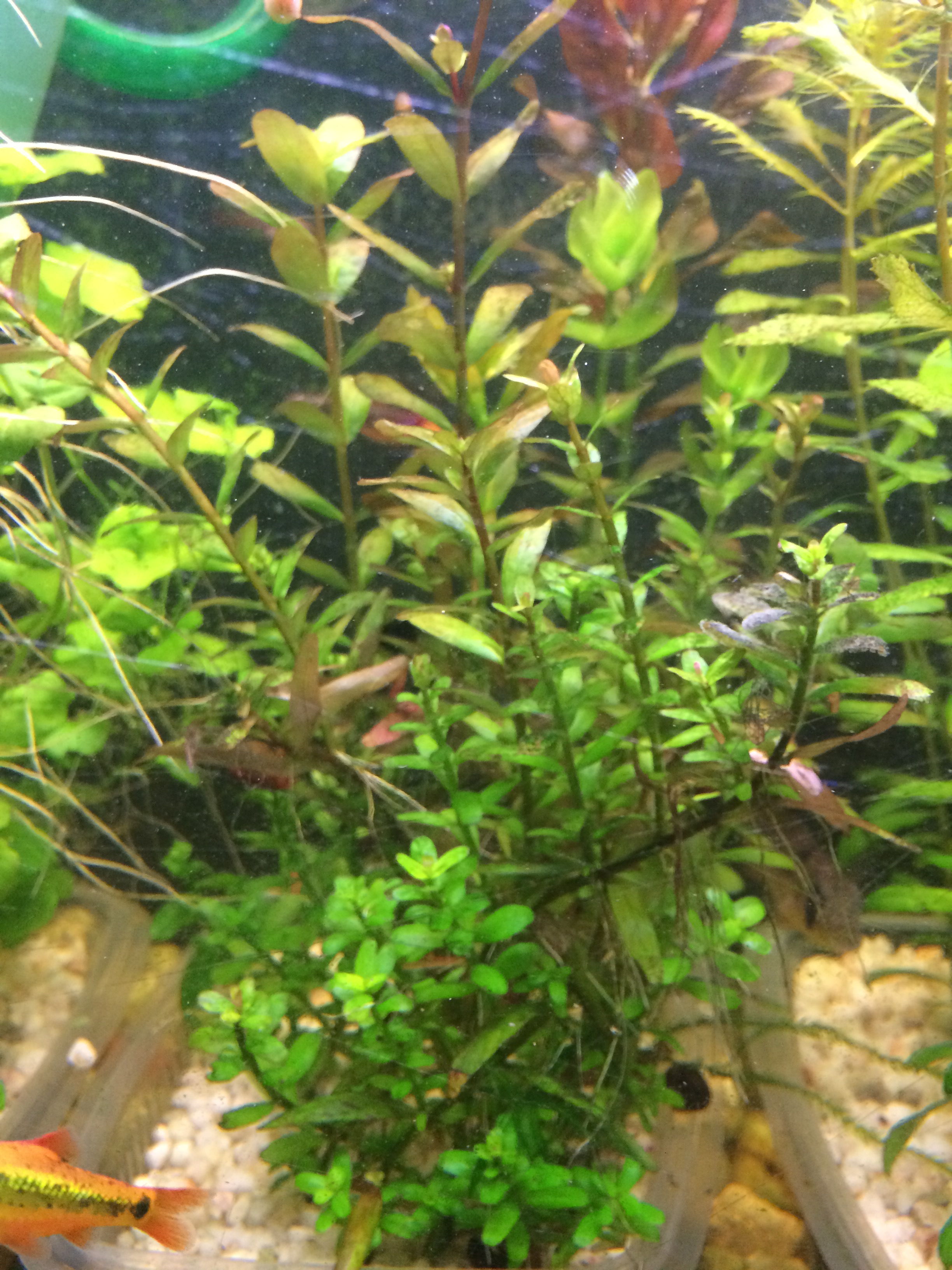 Plantes immergées d'aquarium en bassin 9qEmqc