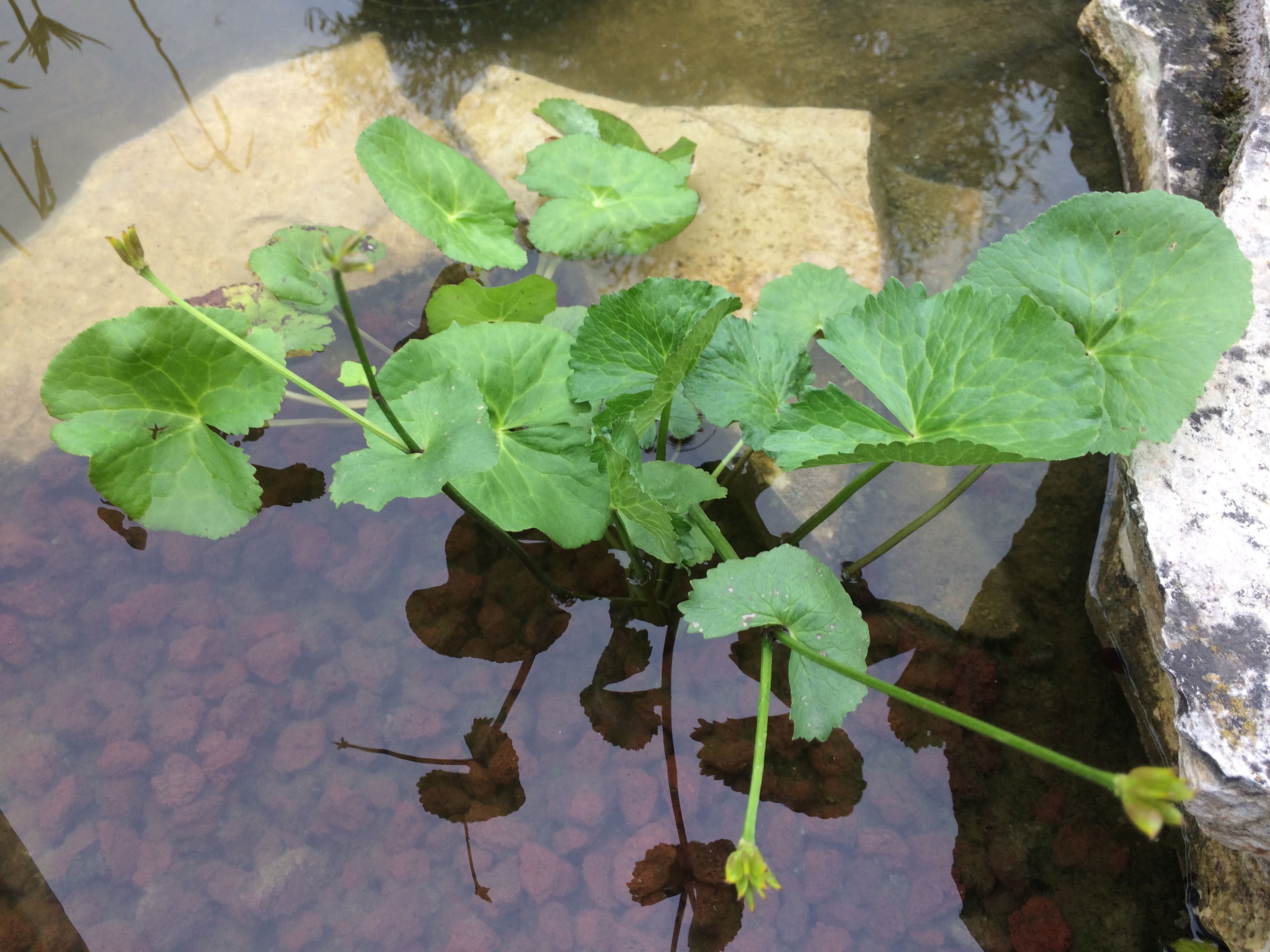 Les plantes de Guillaume R3gHMh