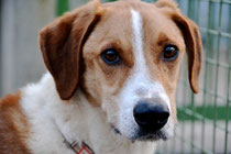 HENDRIX - beagle 6 ans - Refuge Animalier de Brax (47) Image