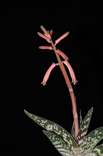 Aloe variegata 1
