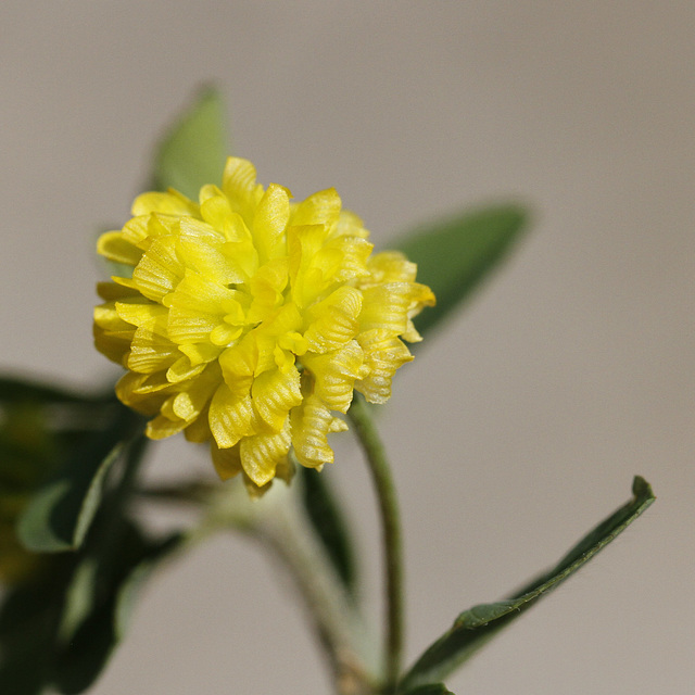Trifolium campestre - trèfle des champs, trèfle jaune 33219293.6c7e9a3f.640