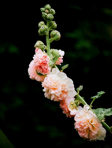 Alcea rosea - rose trémière 9510123.45936dfd.500