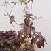 Geranium : espèces et variétés 9890714.4bb909fa.75x