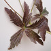 Geranium : espèces et variétés 9890715.b0aeefd3.75x