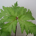 Geranium : espèces et variétés 9890727.d6c5d38d.75x