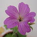 Geranium : espèces et variétés 9890810.e337ee19.75x
