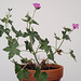 Geranium : espèces et variétés 9890837.52edd21a.75x