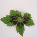 Geranium : espèces et variétés 9890864.f8dd8888.75x