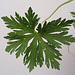 Geranium : espèces et variétés 9890914.c08bd1d5.75x