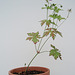 Geranium : espèces et variétés 9890927.09bf5555.75x
