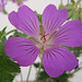 Geranium : espèces et variétés 9891034.d0f79622.75x
