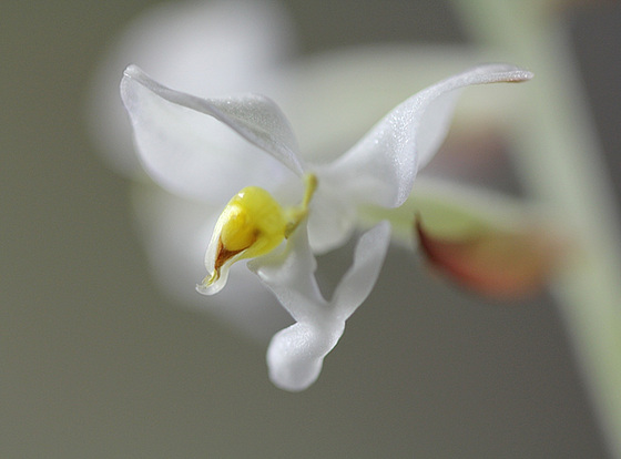 Ludisia discolor - orchidée terrestre, orchidée-bijou 9971046.290ecda2.560