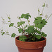 Geranium : espèces et variétés 9891069.c09d7d1d.75x