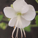 Geranium : espèces et variétés 9891070.b2fbb14e.75x