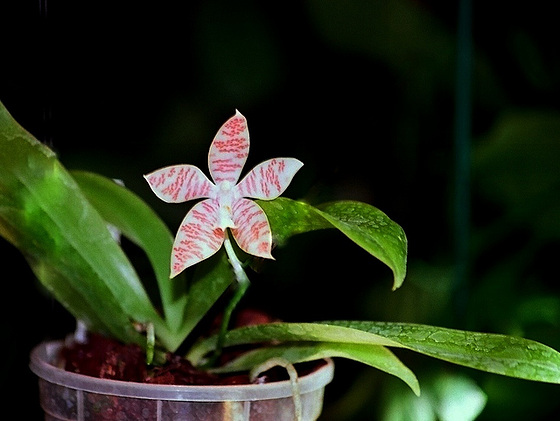 Phalaenopsis hieroglyphica