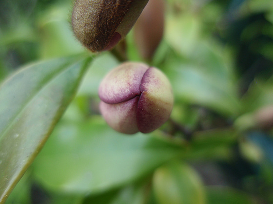 Magnolia figo (= Michelia figo) 10472659.d74473ee.560