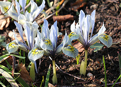 iris histrioides Katharine hodgkin (3)