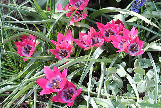 Tulipa - espèces et petits hybrides (sections 12 à 15) 10363337.b1ffc199.560