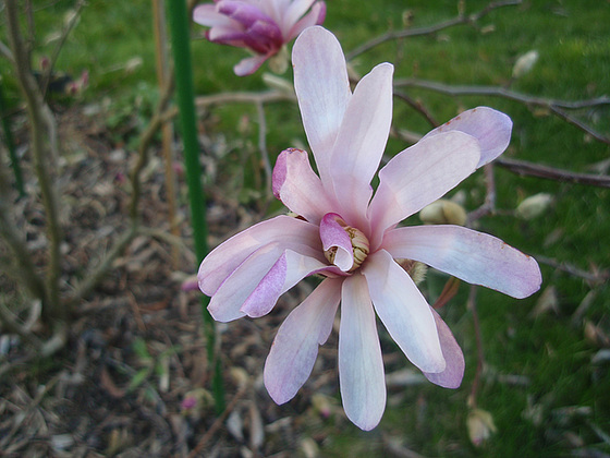 Magnolia x loebneri 'Leonard Messel' 10256131.990df6d5.560