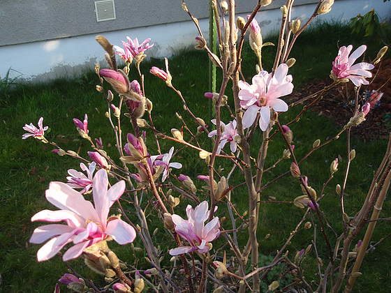 Magnolia x loebneri 'Leonard Messel' 10256133.2302cb07.560