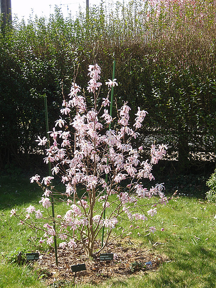 Magnolia x loebneri 'Leonard Messel' 10256134.2423d810.560