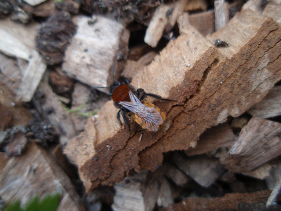 t'es qui toaaaaaaaa ? Andrena armata, une abeille solitaire. 10178843.8748d088.560