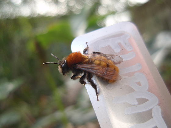 t'es qui toaaaaaaaa ? Andrena armata, une abeille solitaire. 10178846.26c1a779.560
