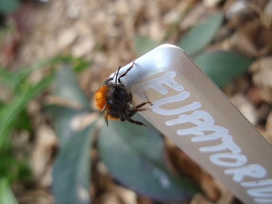 t'es qui toaaaaaaaa ? Andrena armata, une abeille solitaire. 10178847.cfa095ac.560