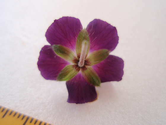 Geranium phaeum et cultivars 10599380.191c0b56.560