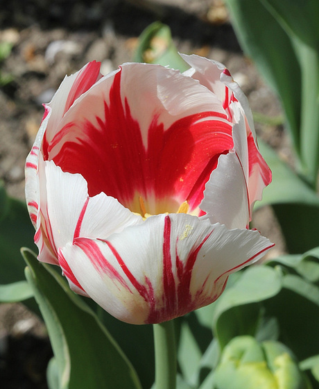 Tulipa - grands hybrides - tulipes chics et kitch (sections 1 à 11) 10409387.690f9333.560