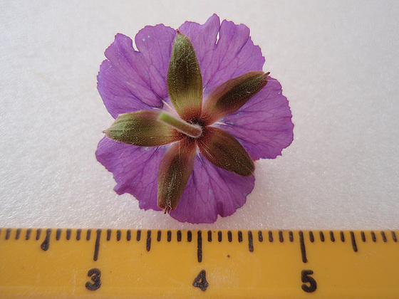 Geranium phaeum et cultivars 10599451.a4f5b888.560