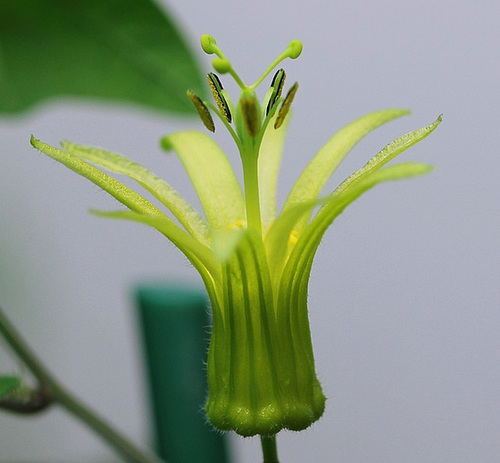 Passiflora citrina