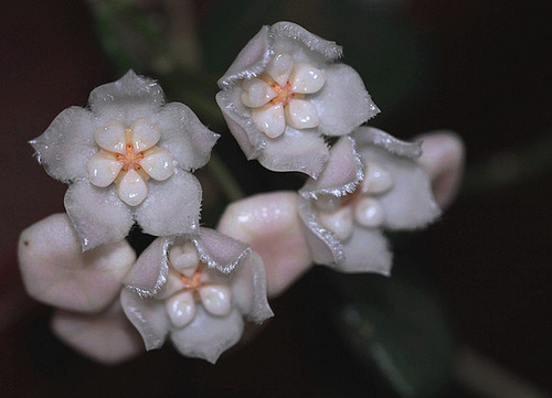 Hoya thompsonii (2)