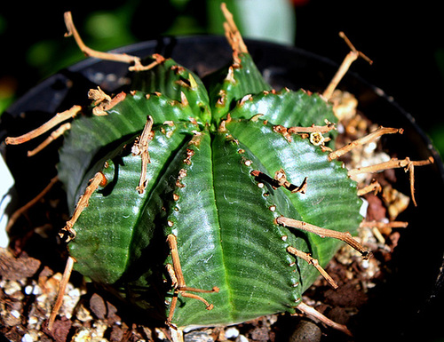 Euphorbia meloformis 11612259.93268210.500