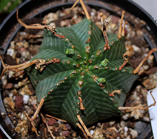 Euphorbia meloformis 11878046.dfe3e467.500