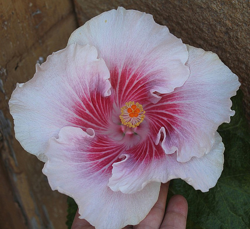 HIBISCUS - Page 5 11408476.02212c2d.500