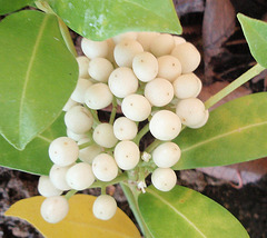 skimmia japonica 'kew white' PB063803-1