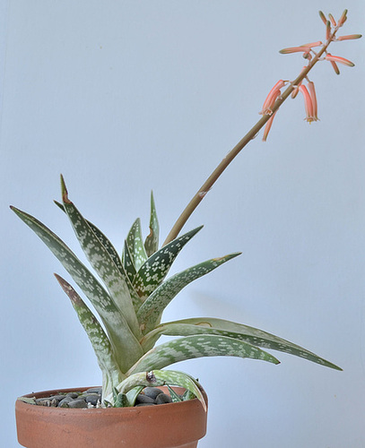 Aloe variegata DSC 0098