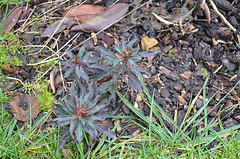 Euphorbia amygdaloide purpurea DSC 0048